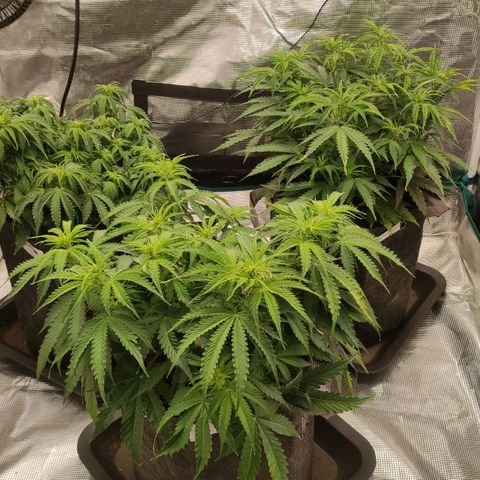 Zkittlez OG Auto growlog timeline photo