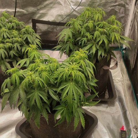 Zkittlez OG Auto growlog photo: After watering