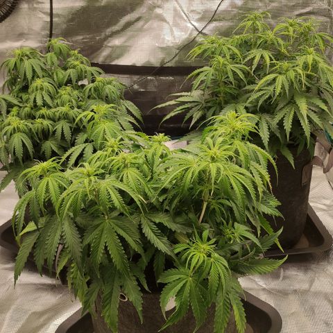 Zkittlez OG Auto growlog photo: 3h after watering