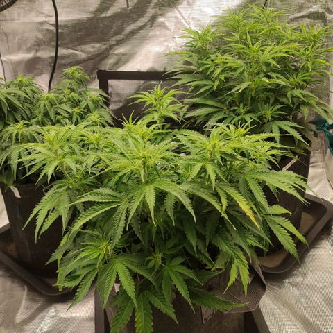 Zkittlez OG Auto growlog timeline photo