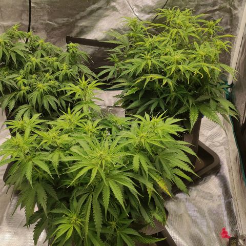 Zkittlez OG Auto growlog timeline photo