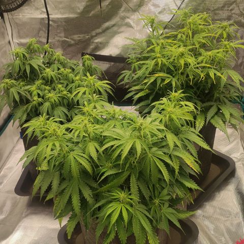 Zkittlez OG Auto growlog timeline photo