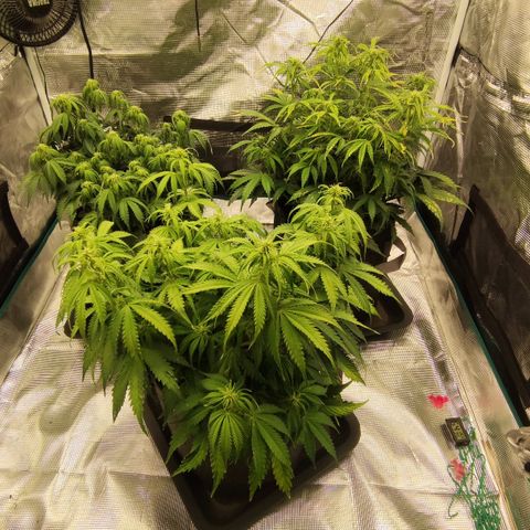 Zkittlez OG Auto growlog timeline photo