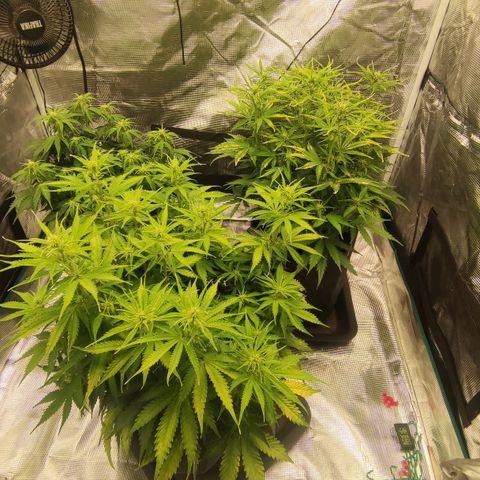 Zkittlez OG Auto growlog photo: ZKITTLEZ FLUSHED
