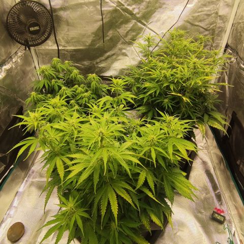 Zkittlez OG Auto growlog timeline photo