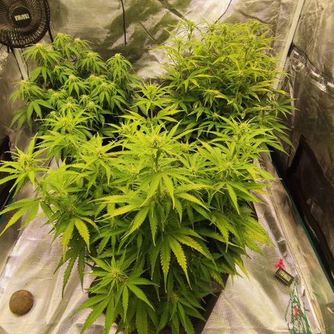 Zkittlez OG Auto growlog timeline photo