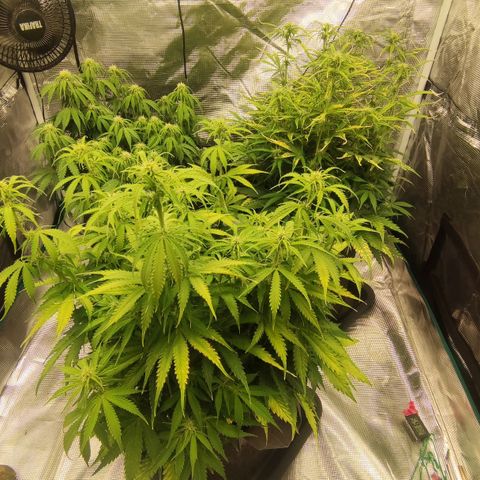 Zkittlez OG Auto growlog timeline photo