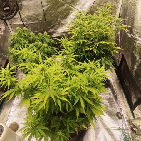 Zkittlez OG Auto growlog timeline photo
