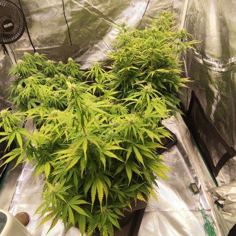 Zkittlez OG Auto growlog timeline photo