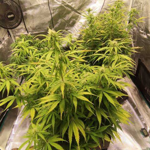 Zkittlez OG Auto growlog timeline photo