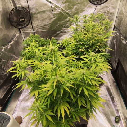 Zkittlez OG Auto growlog timeline photo