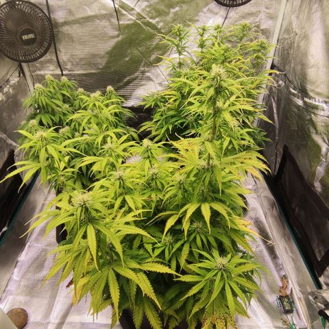 Zkittlez OG Auto growlog timeline photo