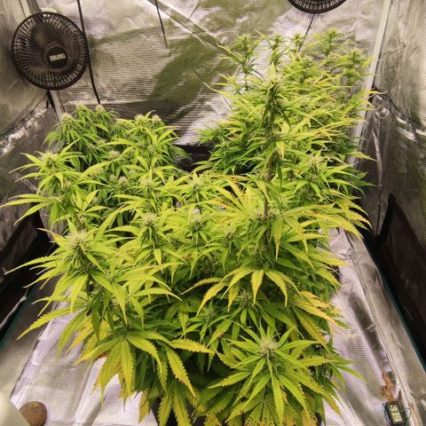 Zkittlez OG Auto growlog timeline photo