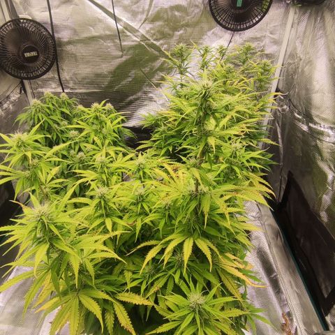 Zkittlez OG Auto growlog timeline photo