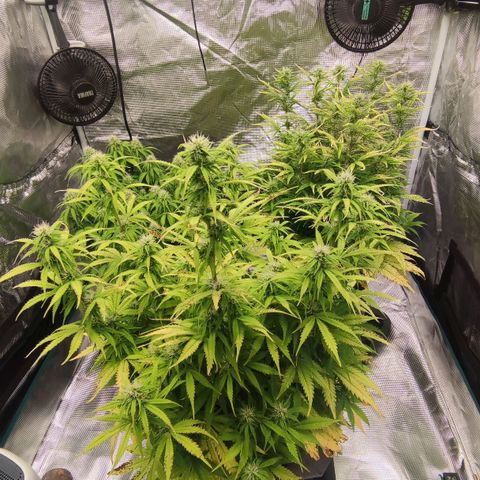 Zkittlez OG Auto growlog timeline photo