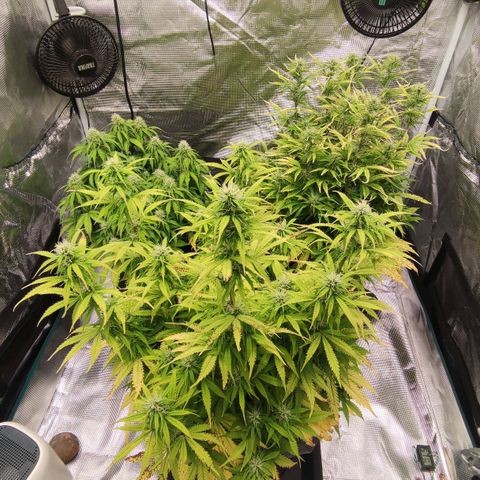 Zkittlez OG Auto growlog timeline photo