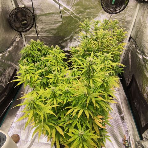 Zkittlez OG Auto growlog timeline photo