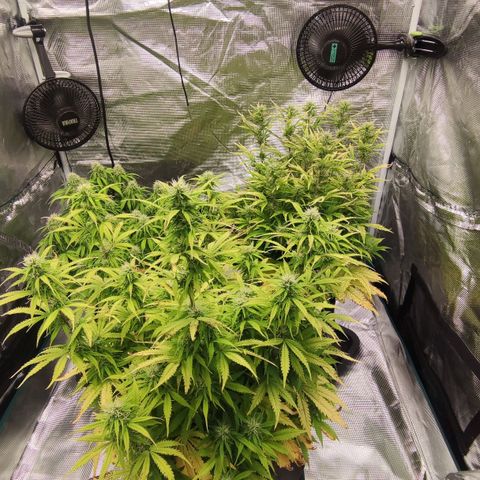 Zkittlez OG Auto growlog timeline photo