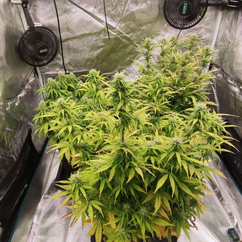 Zkittlez OG Auto growlog timeline photo