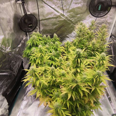 Zkittlez OG Auto growlog timeline photo