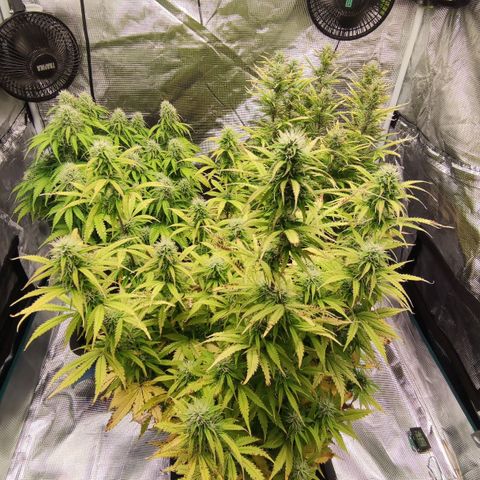 Zkittlez OG Auto growlog timeline photo