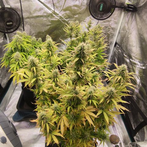 Zkittlez OG Auto growlog timeline photo