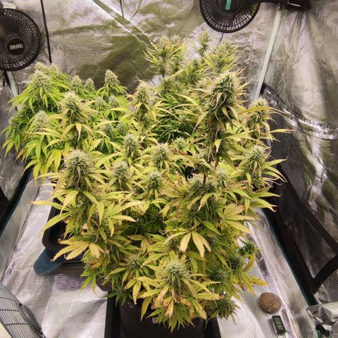 Zkittlez OG Auto growlog timeline photo