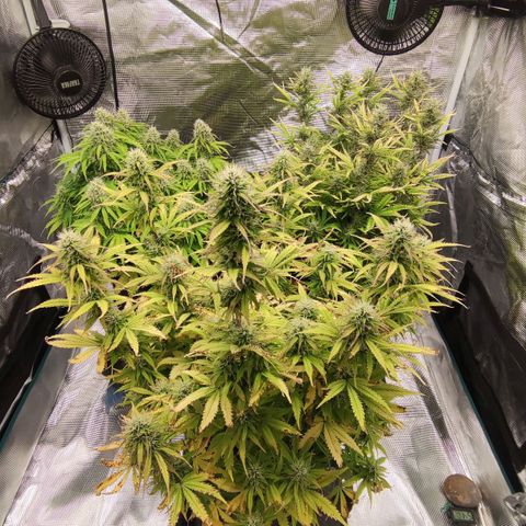 Zkittlez OG Auto growlog timeline photo