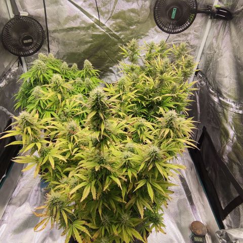 Zkittlez OG Auto growlog timeline photo