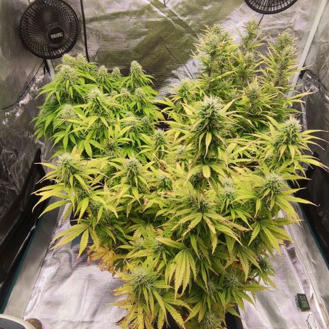 Zkittlez OG Auto growlog timeline photo