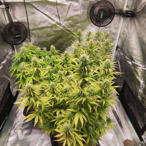 Zkittlez OG Auto growlog timeline photo