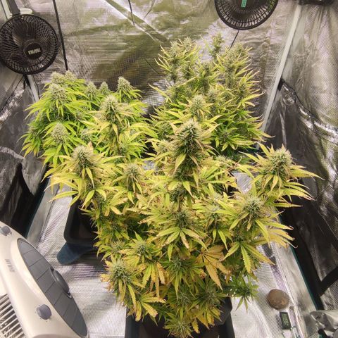 Zkittlez OG Auto growlog timeline photo