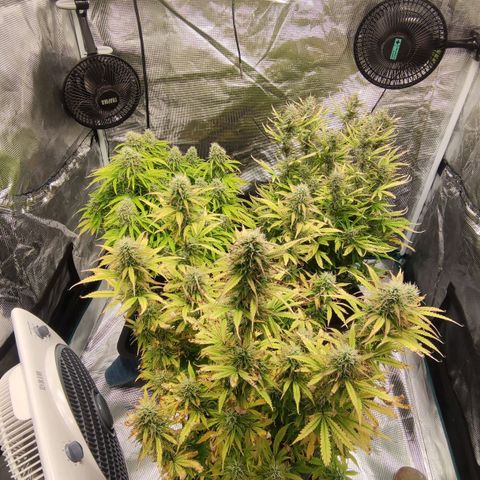 Zkittlez OG Auto growlog timeline photo