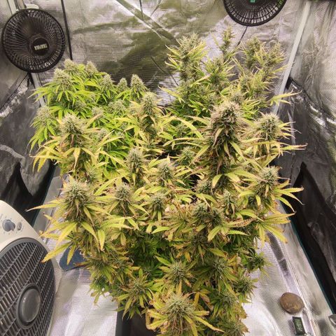 Zkittlez OG Auto growlog timeline photo