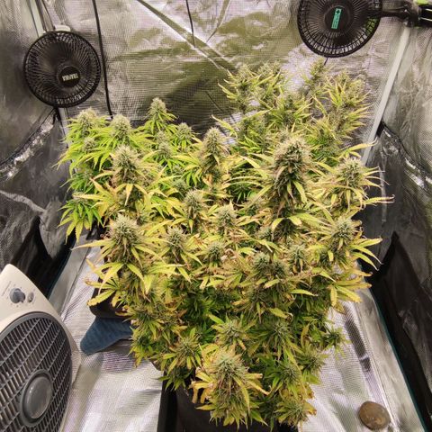 Zkittlez OG Auto growlog timeline photo