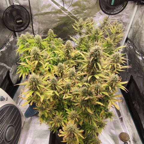 Zkittlez OG Auto growlog timeline photo