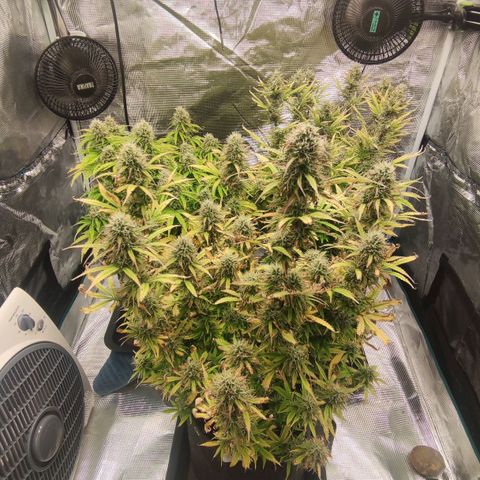 Zkittlez OG Auto growlog timeline photo