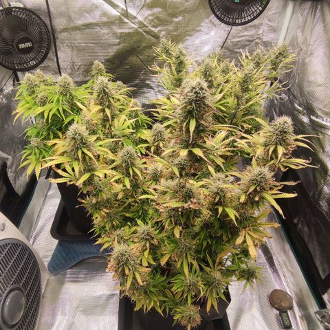 Zkittlez OG Auto growlog timeline photo
