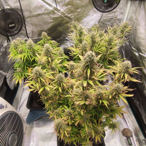 Zkittlez OG Auto growlog timeline photo