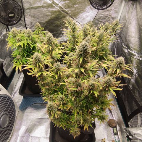 Zkittlez OG Auto growlog timeline photo