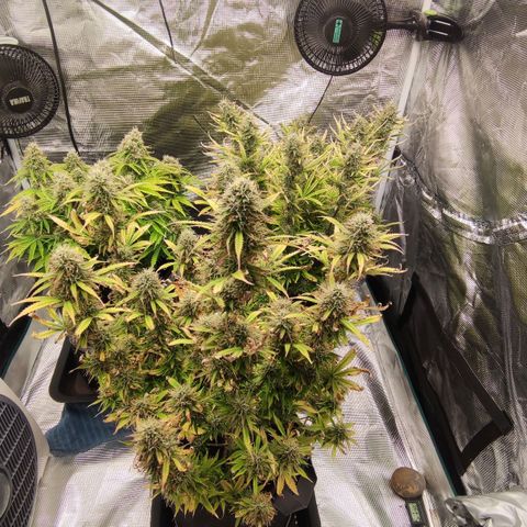 Zkittlez OG Auto growlog timeline photo