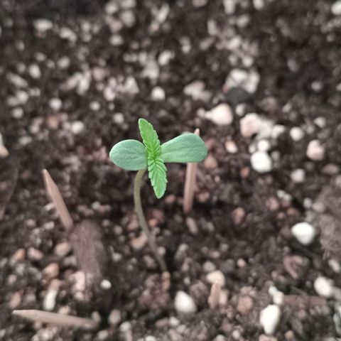 La toxi-k growlog timeline photo