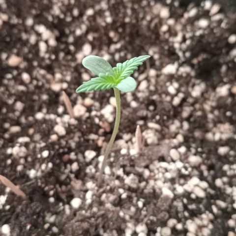 La toxi-k growlog timeline photo
