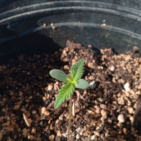 La toxi-k growlog timeline photo
