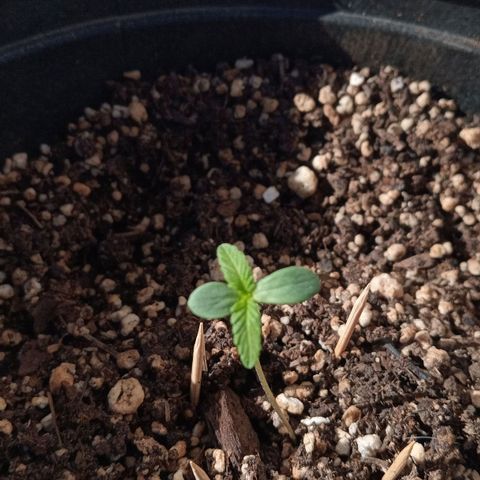 La toxi-k growlog timeline photo