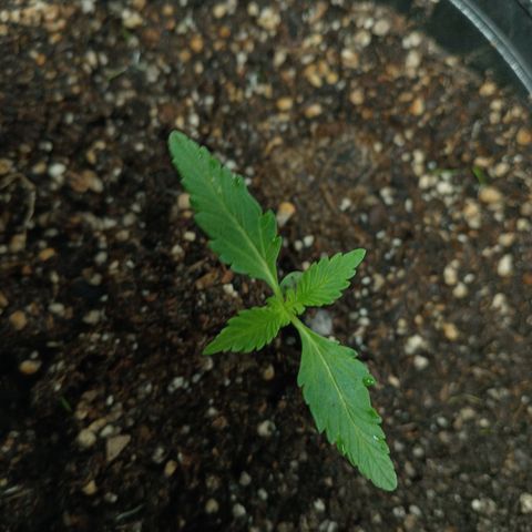 La toxi-k growlog timeline photo