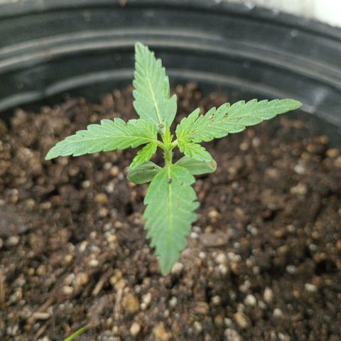 La toxi-k growlog timeline photo