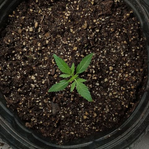 La toxi-k growlog timeline photo