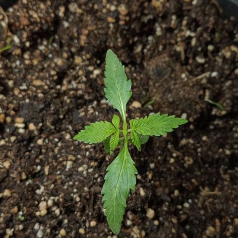 La toxi-k growlog timeline photo