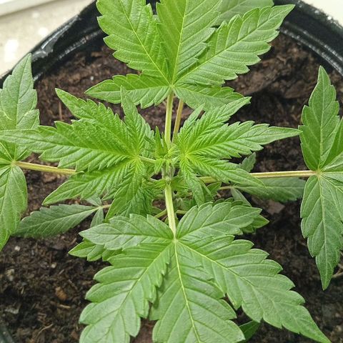La toxi-k growlog timeline photo